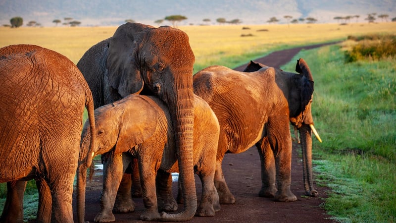 Elephants on a safari