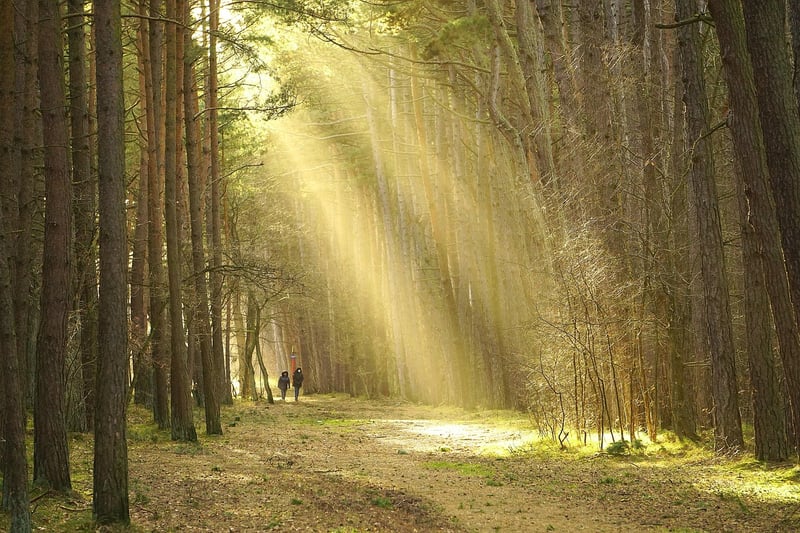 Nature Walk